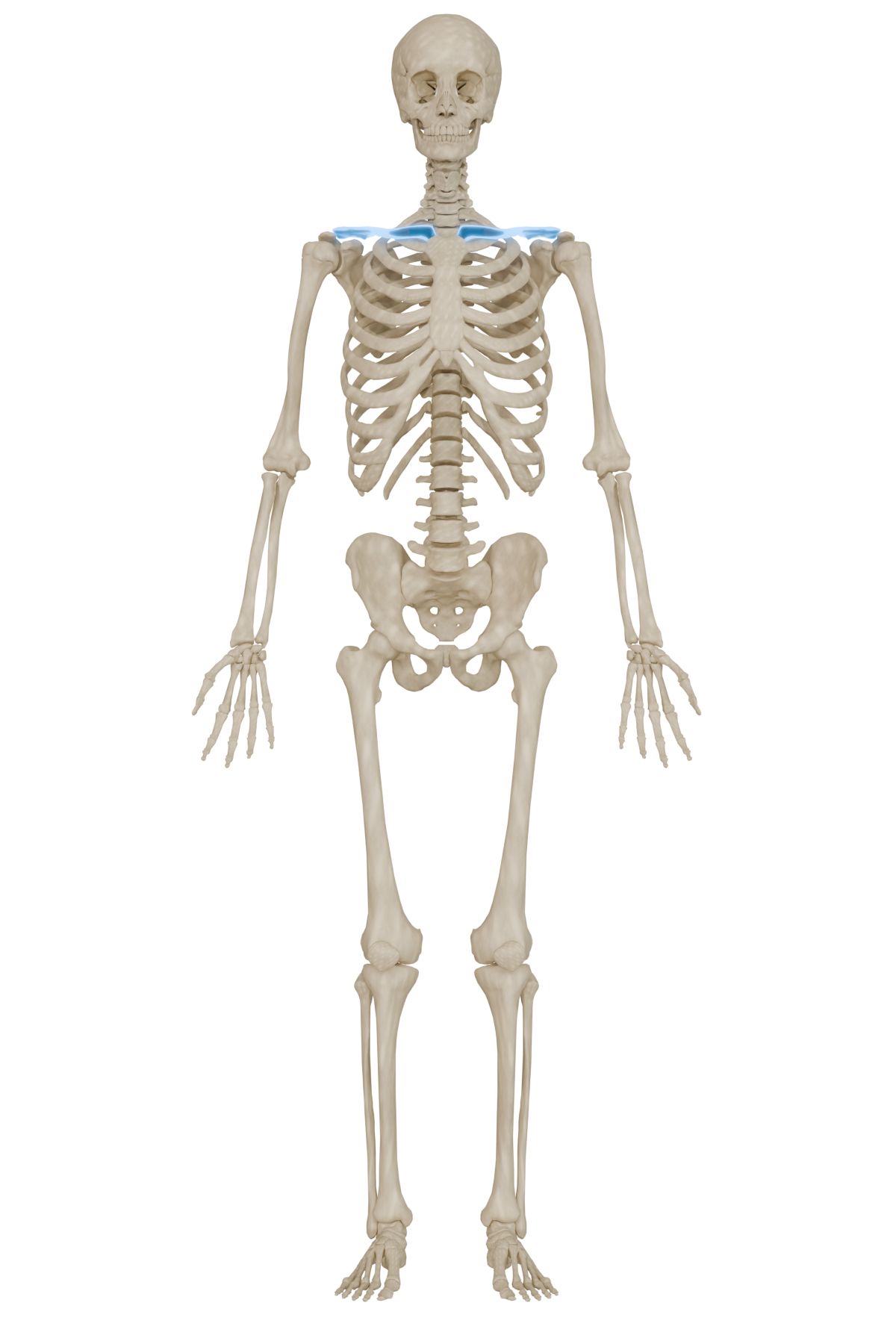Clavicle Bone