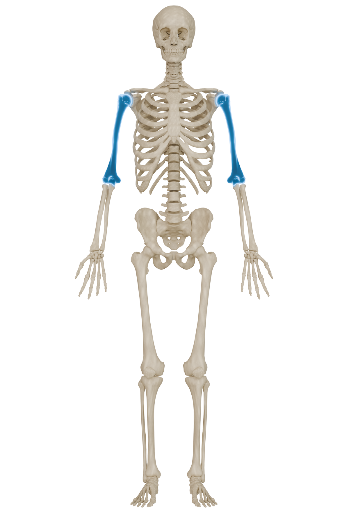 Humerus Bone