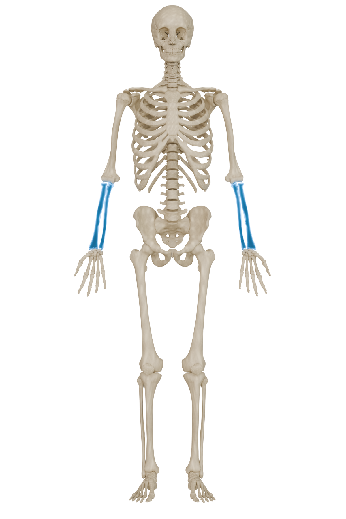 Radius & Ulna Bone