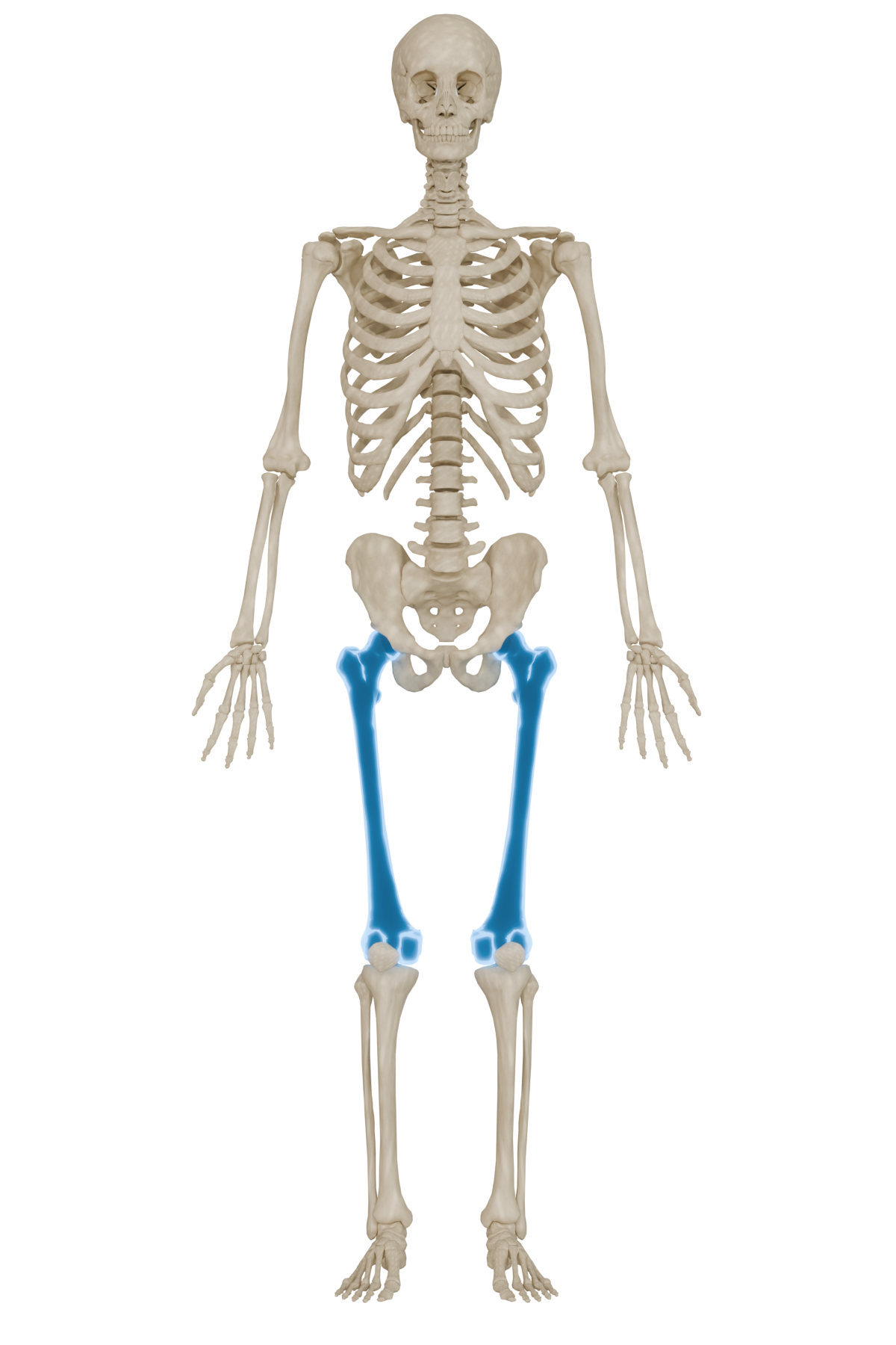 Femur